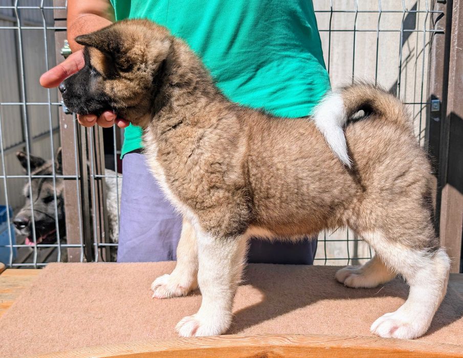 Mascul Akita American cu sânge premium - din linie de campion mondial