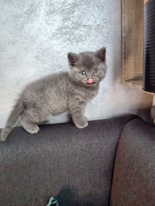 Pisoi British Blue-mascul