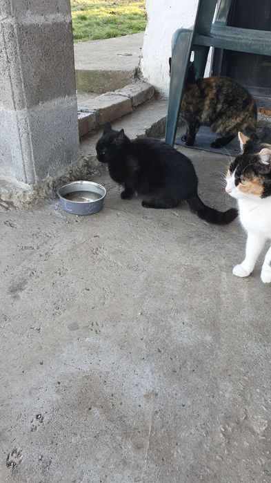 Черна котка на 6 мес. търси дом