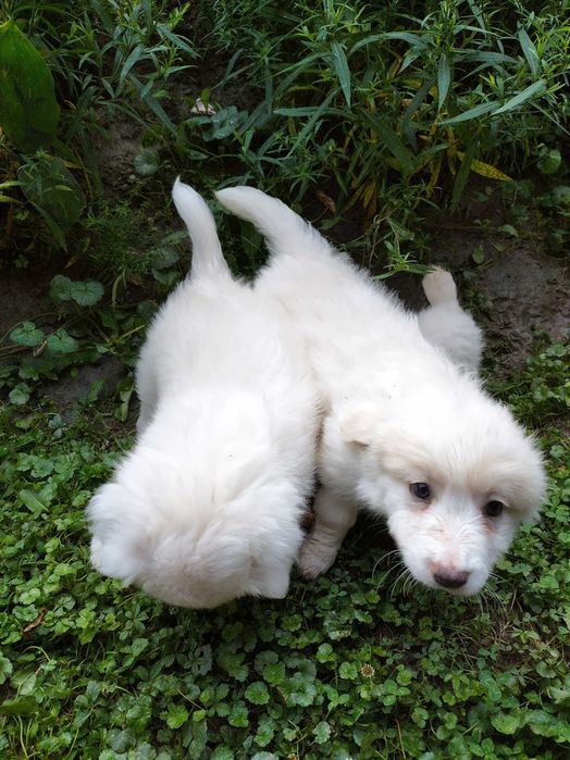 Căței pentru adopție