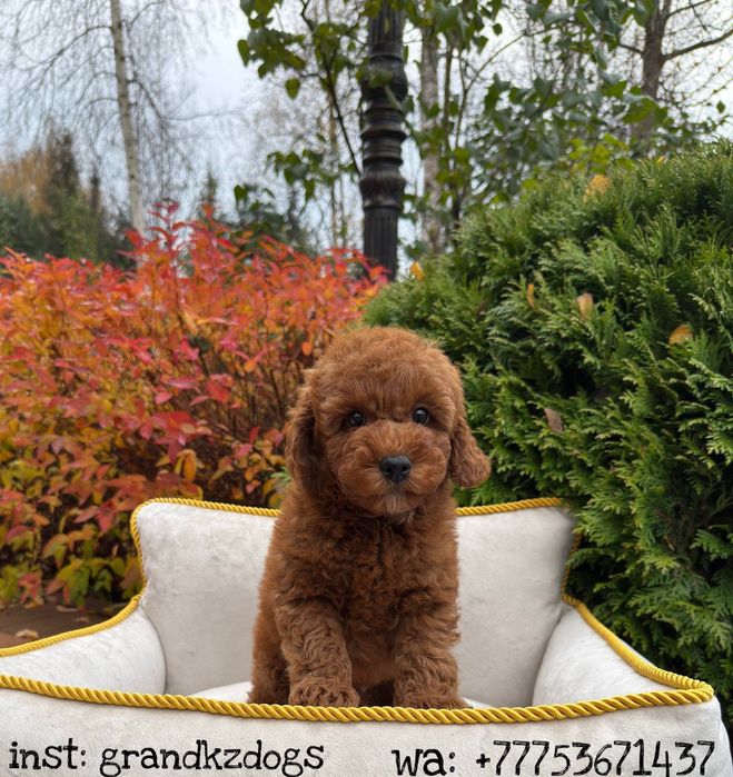 Жыныстық пудель