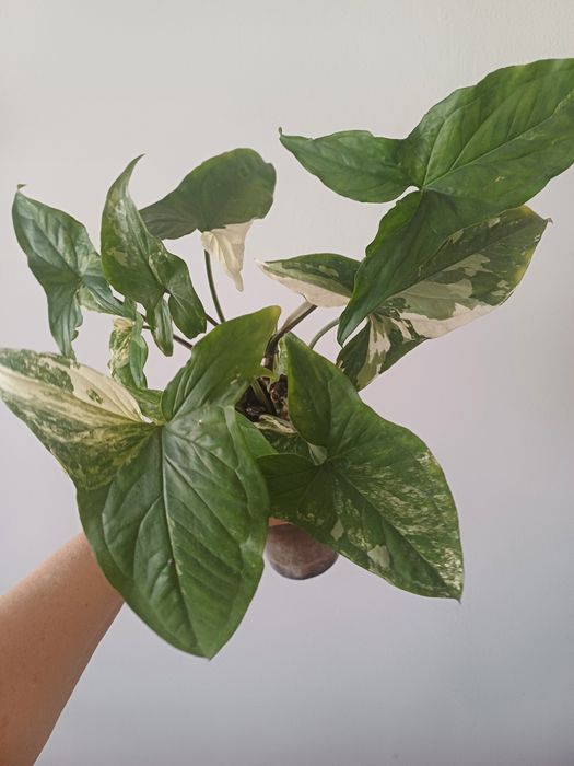 Сингониум Империал Вайт, 3 куста