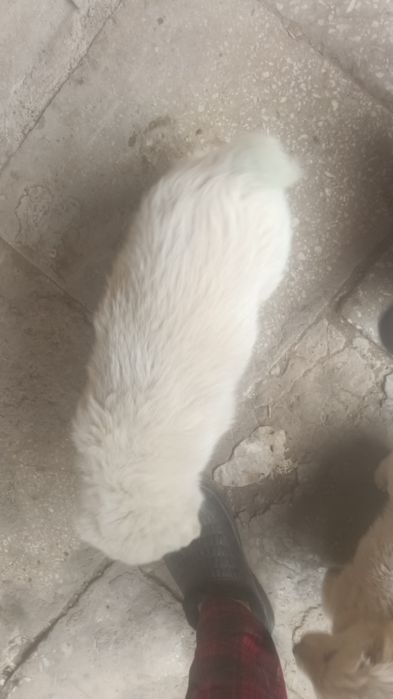 Продаю Щенка алабай