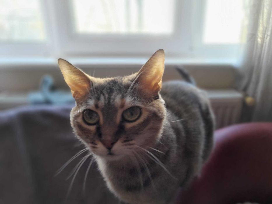 Donez Pisică tigrată (Tigruta)caută cămin iubitor Galati