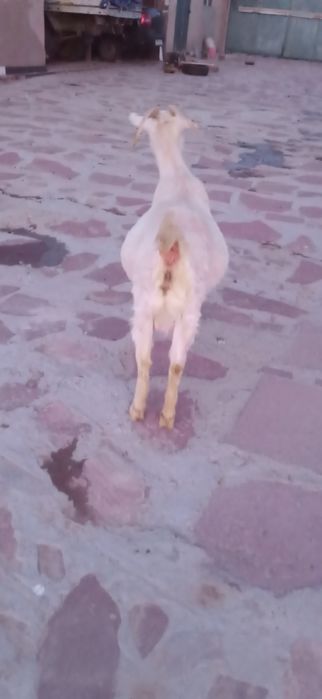 Заанен ешкілер мен текелер