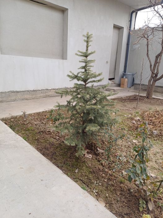 Archa Ель 1,5 метр