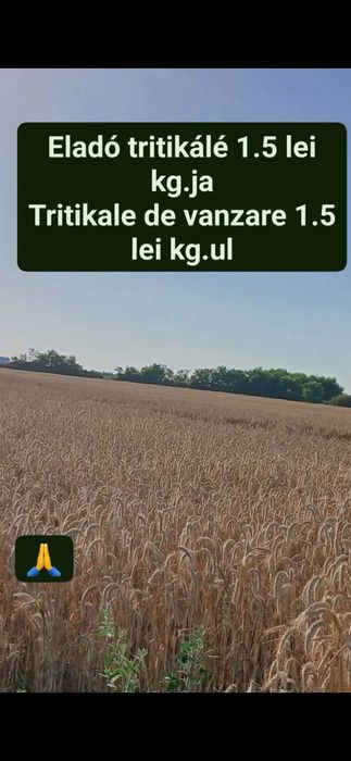 Vand triticale recolta 2026