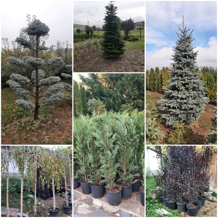 Tuia smarald,Leylandy Brazi Mesteacan Tei Platani