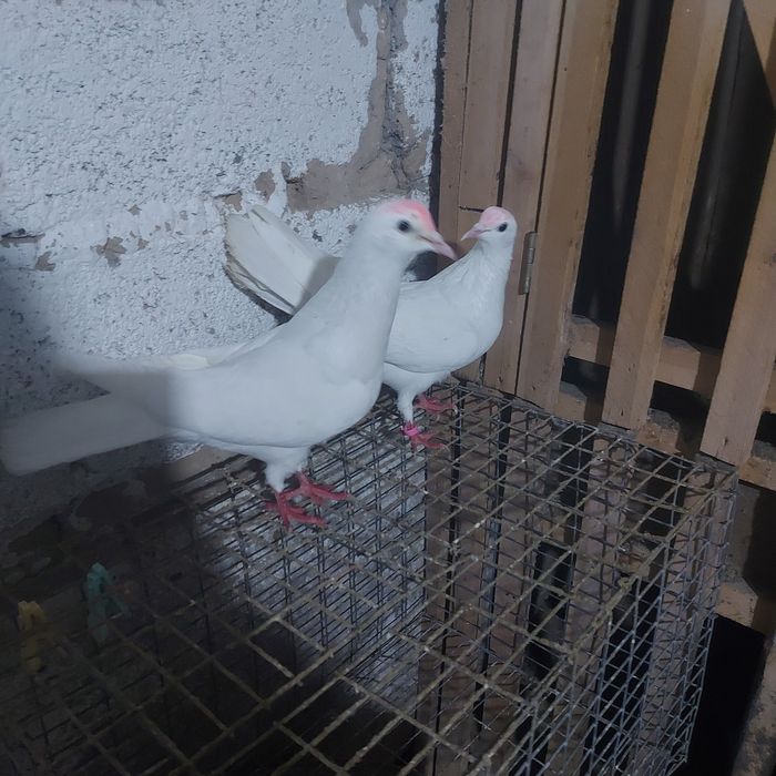 Бели Иран пара еше 1самец лет с игрой