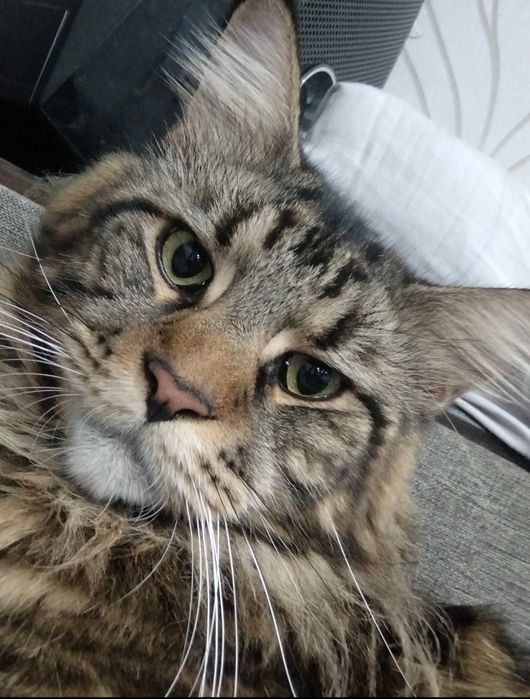 Пропал кот!!! Домашний