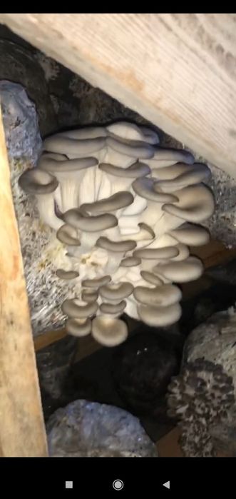 Семена Грибов Вешинки Уруг Замбуриг КА 17.