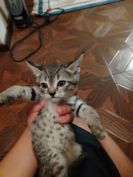 Отдам котят в добрые руки