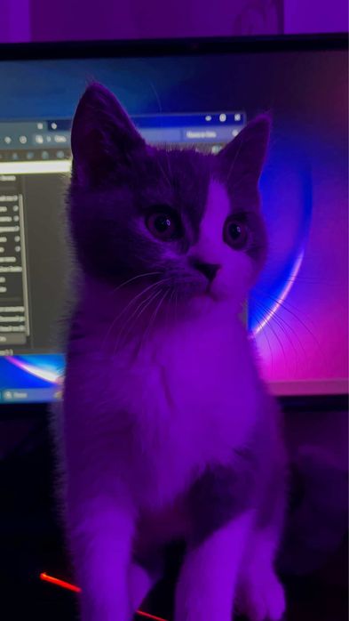 Mushukcha Scottish Strayt toza qon