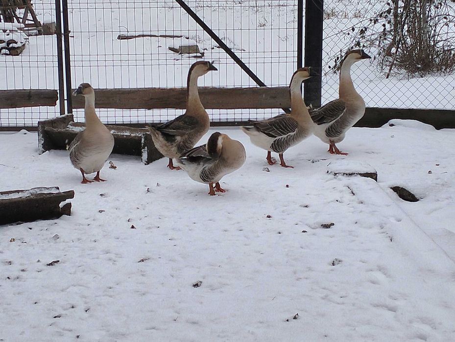 Gâște americane ouătoare pereche