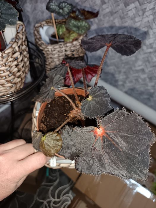 Бегония лиственная