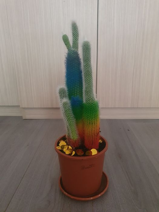 Cactus natural  .
