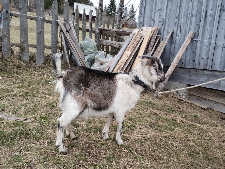 Ied și iadă  de vânzare!