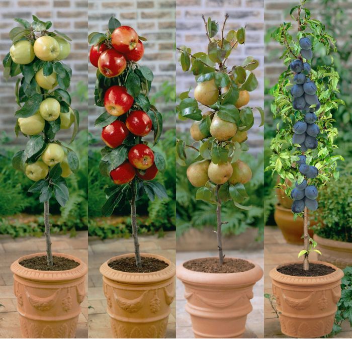 Pomi fructiferi columnari