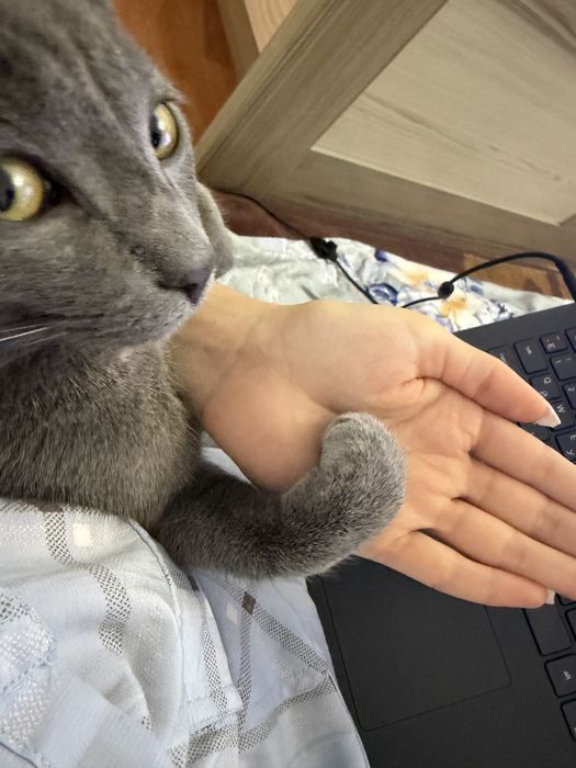 Отдам кота в добрые руки