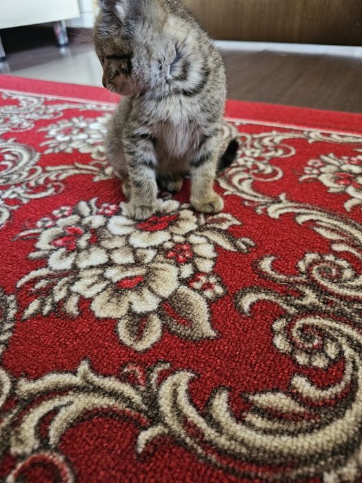 Отдам котят крысоловки