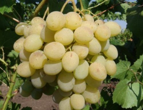 Грозде за вино и ракия Италия