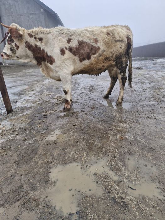 Vand junica gestanta in 7 luni