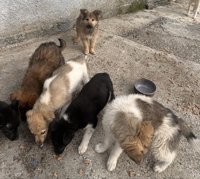 Donatie Caini talie Mare