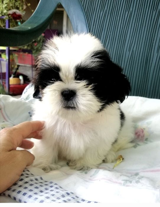 Малки кученца порода Ши тцу