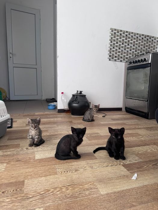 Отдам котят в добрые руки