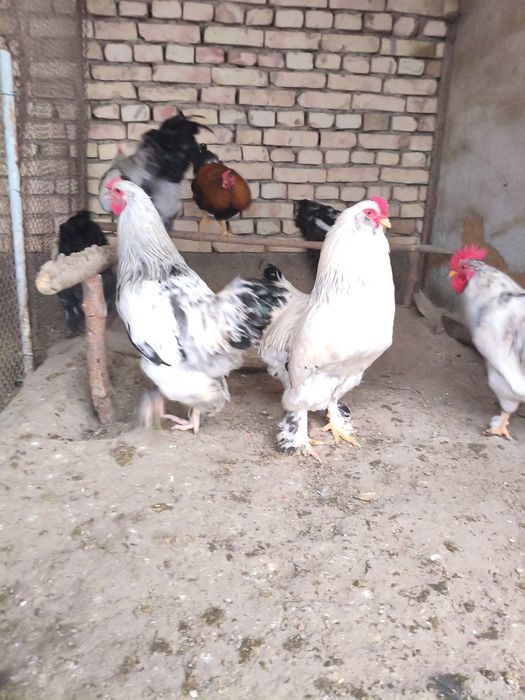 Xoʻrozlar sotiladi.