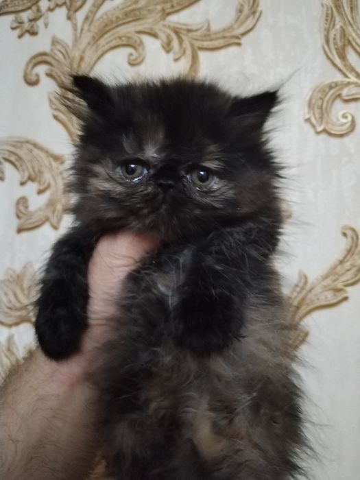 Персидские котята зксрималы