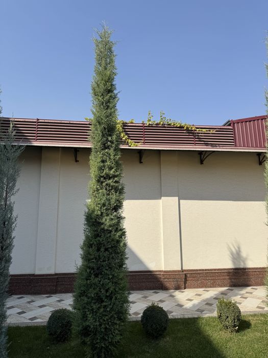 Keparis mesni sotiladi