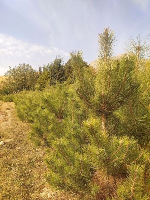 Продаются крымский сосны.