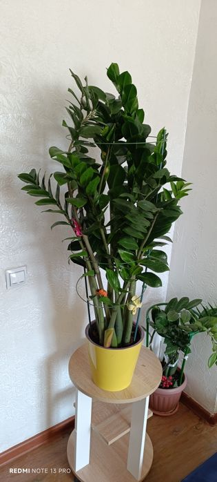 Продам Замиякулькас (долларовое дерево)