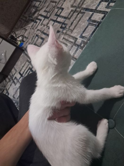 Отдам котёнка, 3 месяца, мальчик. К лотку приучен.