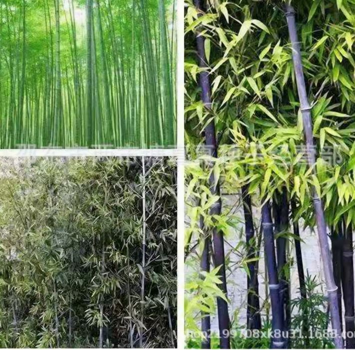 Семена бамбука Мосо.