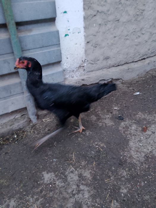 Продам курей дакан