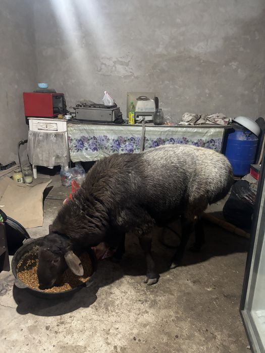 Кошкар сатыладыы