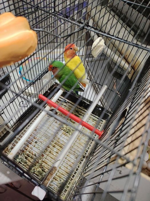 Tayyor para sotiladi