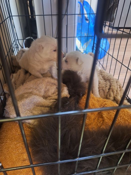 Отдам Щенят в Добрые Руки!