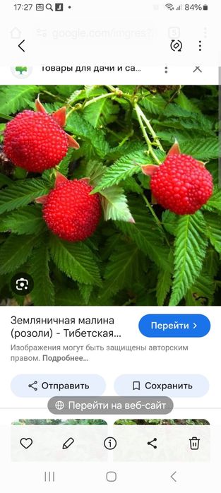 Саженцы тибетской малины