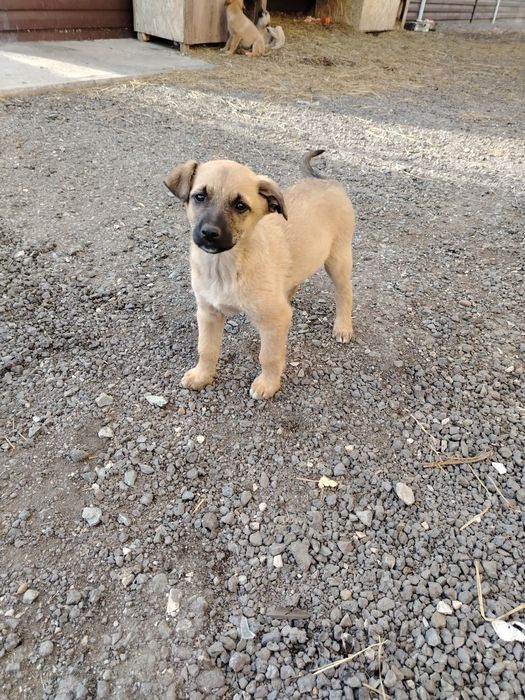 Отдам щенка в хорошие руки