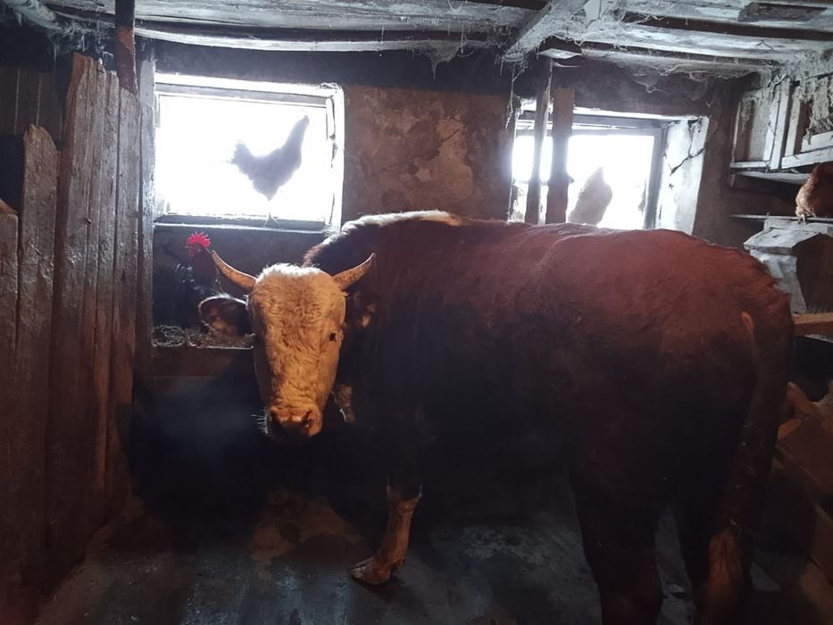 Продам быка, возраст 3.3