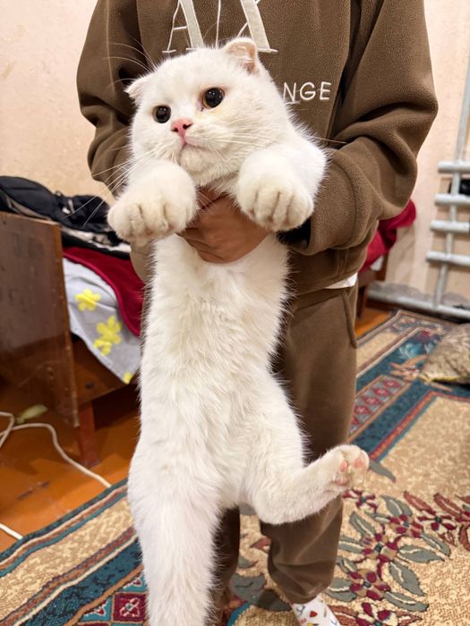 Damashni shinshila mushugi sotiladi.