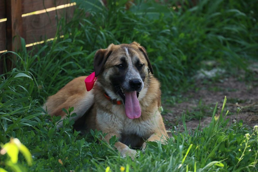 Abby, catelusa spre adoptie