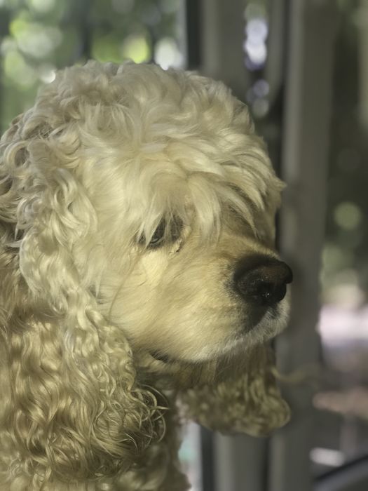 Вязка, американский кокер спаниель.