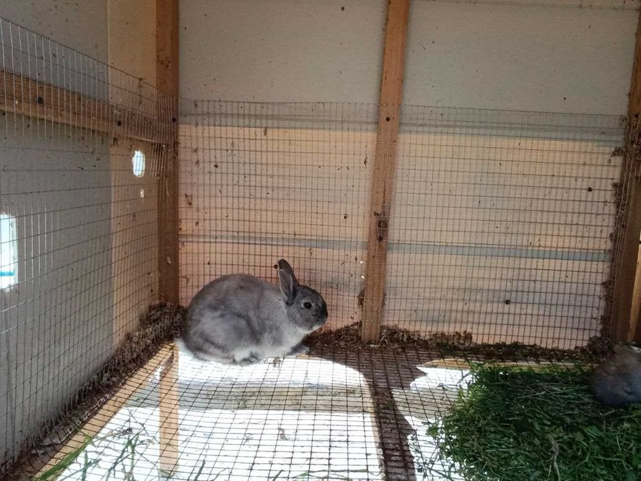 Karlik quyonlar sotiladi optom