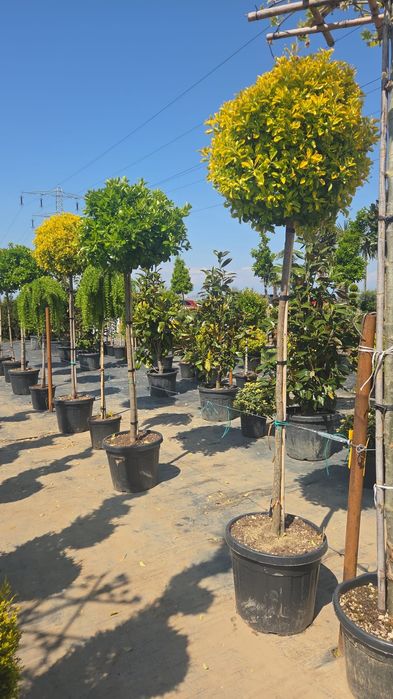 Plante ornamentale