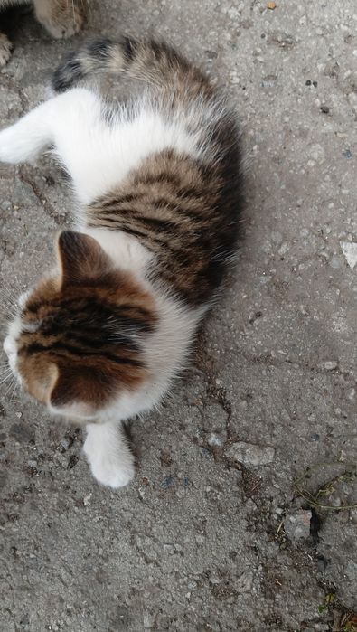 Отдам котят в добрые руки