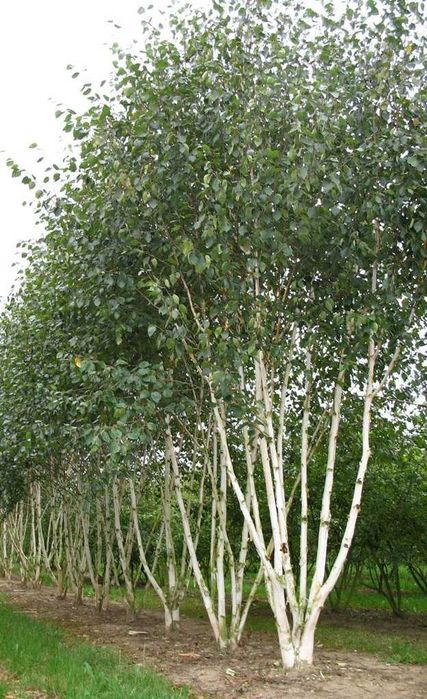 Ofertă Mesteacăn Ornamental – Preț Avantajos, Arbori Mari